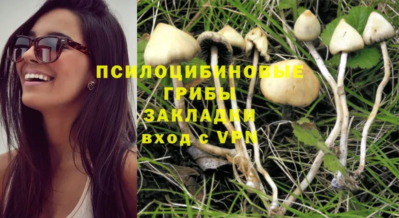 Галлюциногенные грибы Psilocybe  Краснообск 